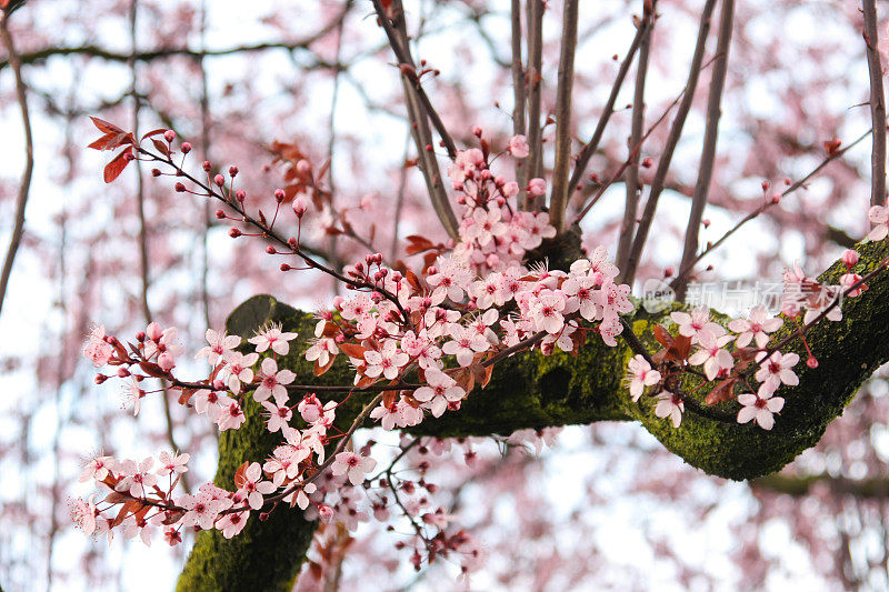 樱花