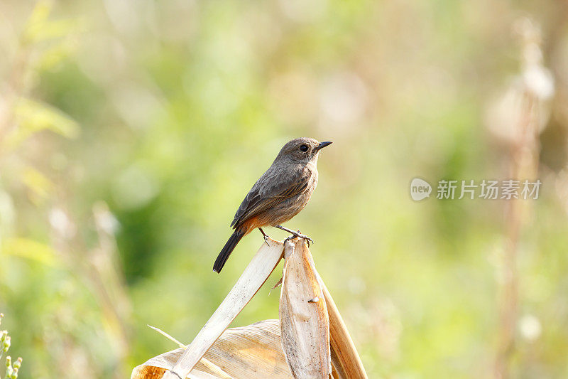 斑驳的bushchat-female