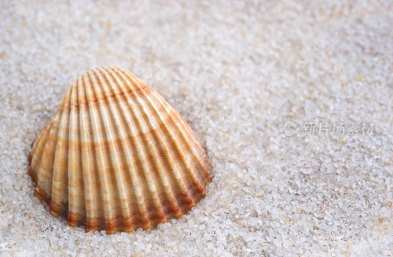 海贝壳的海滩