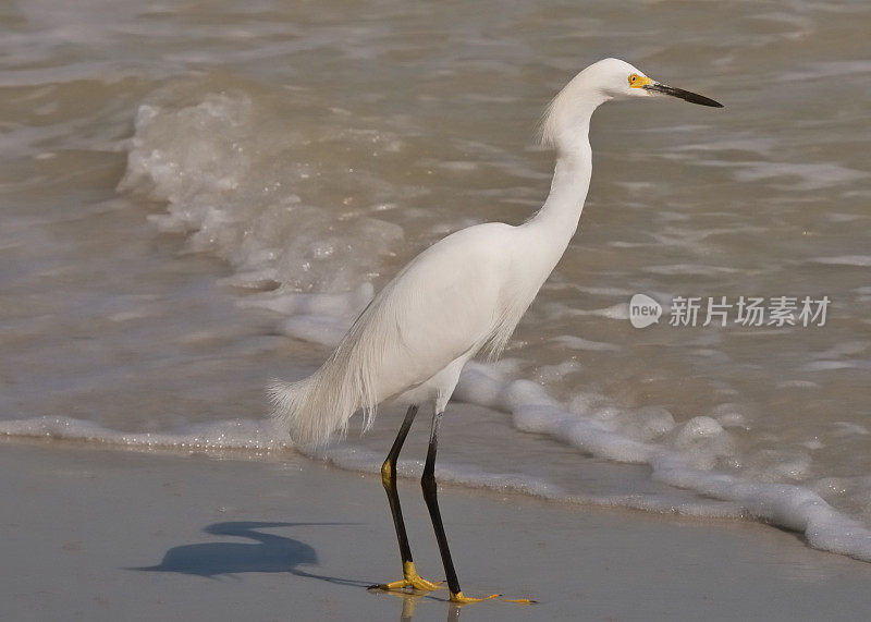 海边的白鹭