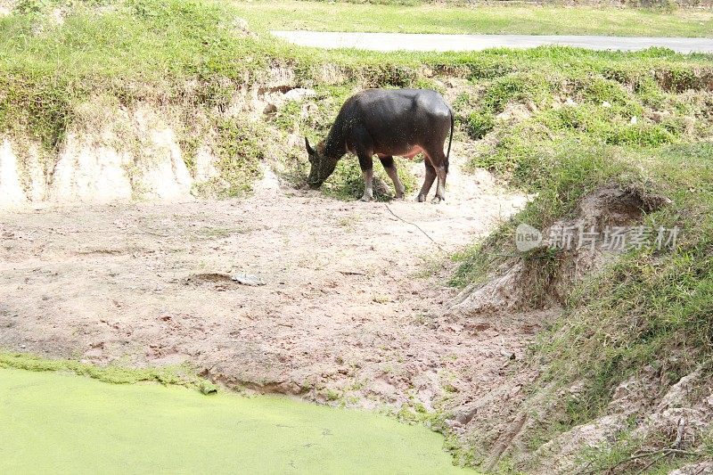 水牛在池塘