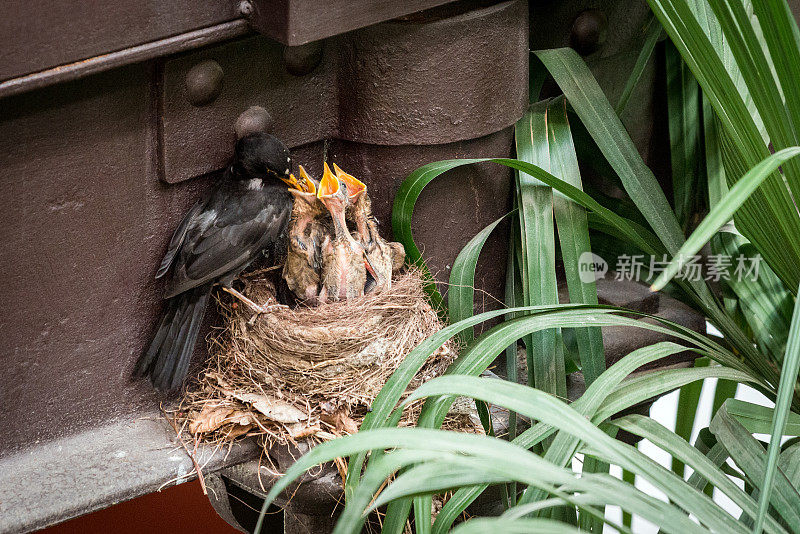 鸟妈妈正在喂小鸟筑巢