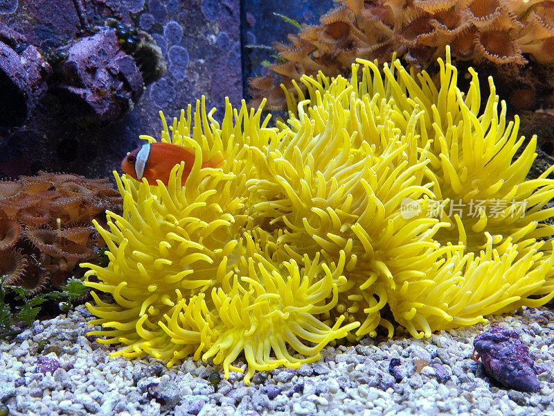 有小丑鱼的海水珊瑚