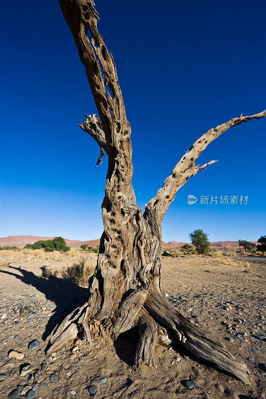 非洲索苏斯瓦莱超现实的纳米比亚风景