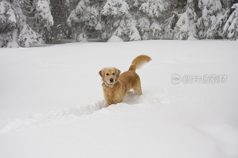 雪中的金毛寻回犬