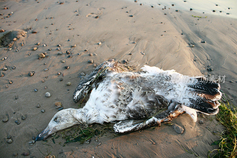 海滩上死去的海鸟