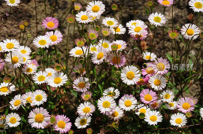 雏菊,英国