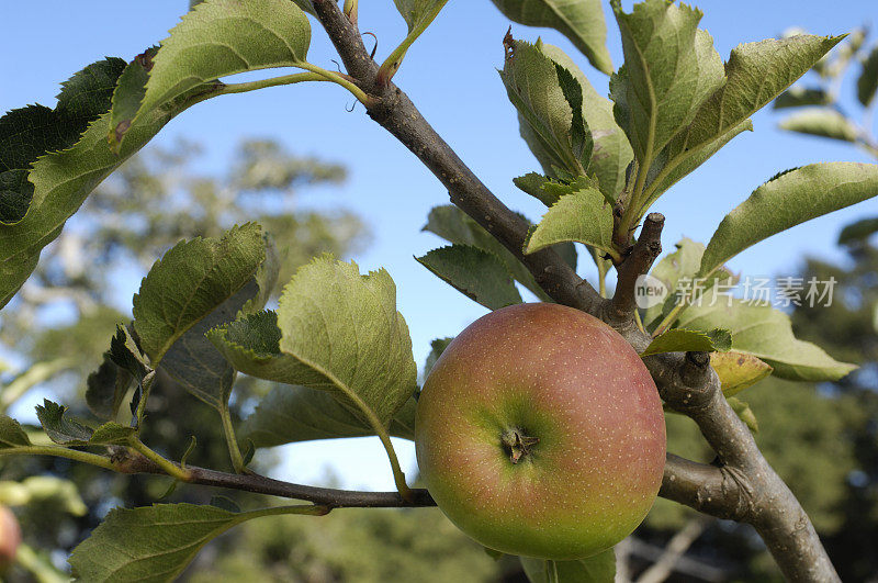 Mutsu苹果在树上成熟