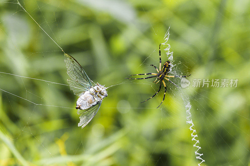 黑黄相间的蜘蛛和被蛛网缠住的蝗虫