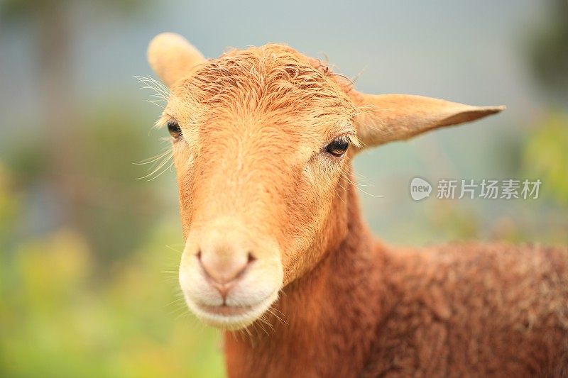 小山羊特写