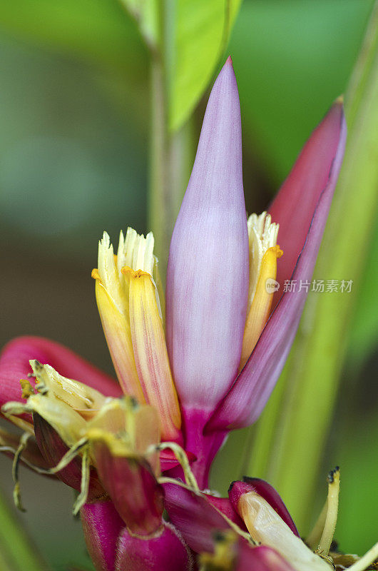 粉红香蕉花芭蕉