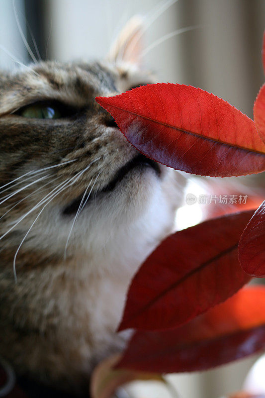 嗅着树叶的猫