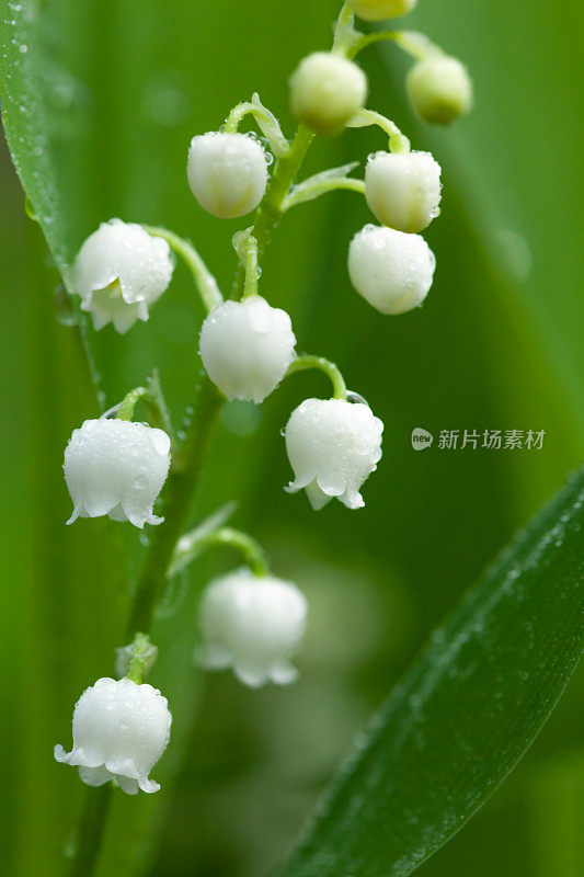 雨后的铃兰