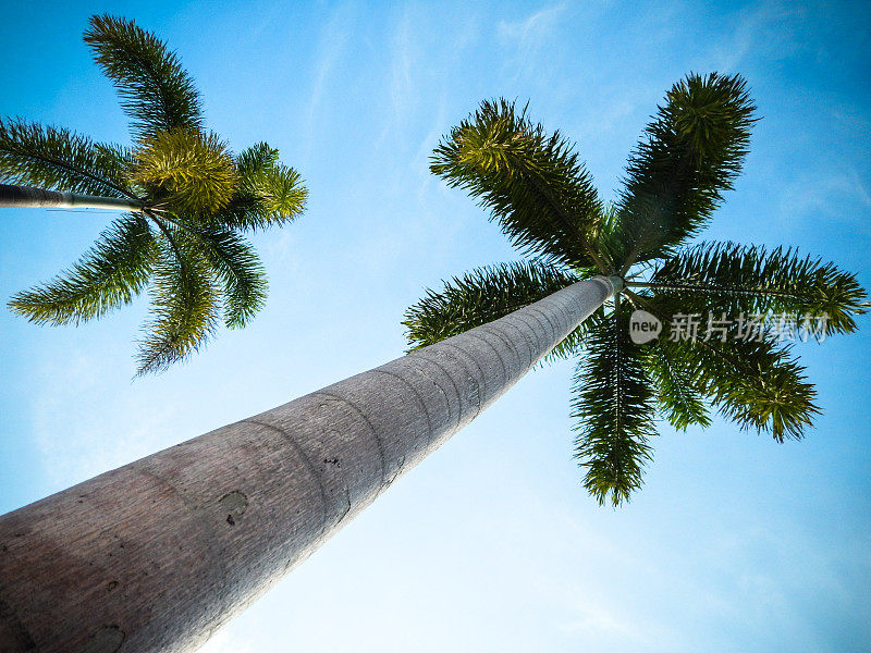 天空中的热带棕榈树