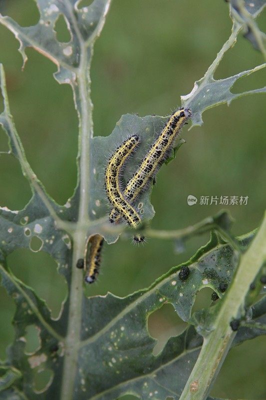 三只卷心菜白毛虫在一棵被吃掉的植物上