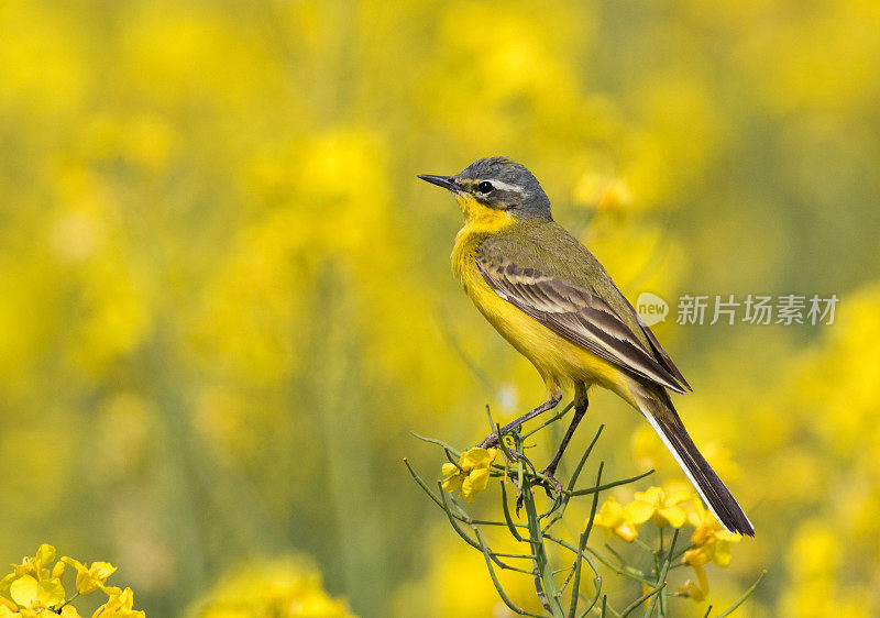 西部黄Wagtail(莫塔西拉黄)