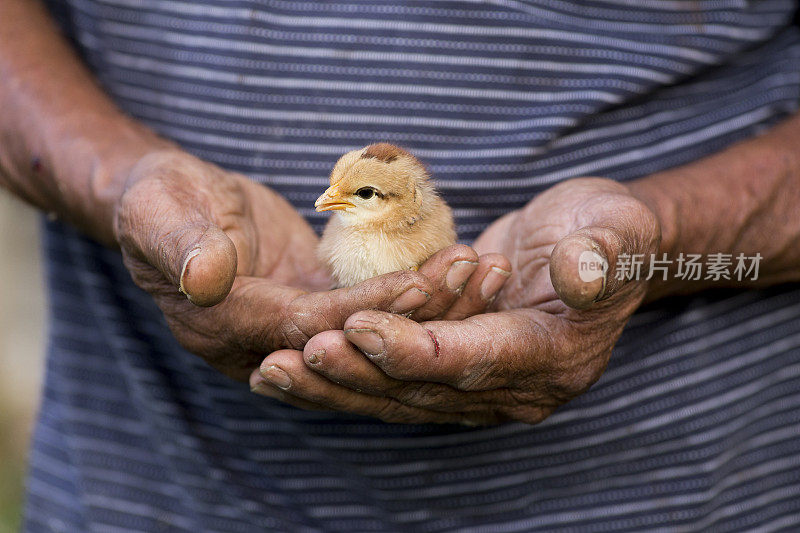 可爱的小鸡