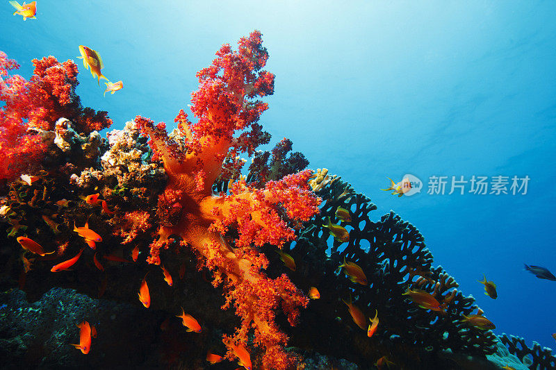 珊瑚礁海洋生物多刺的蓝藻水下摄影