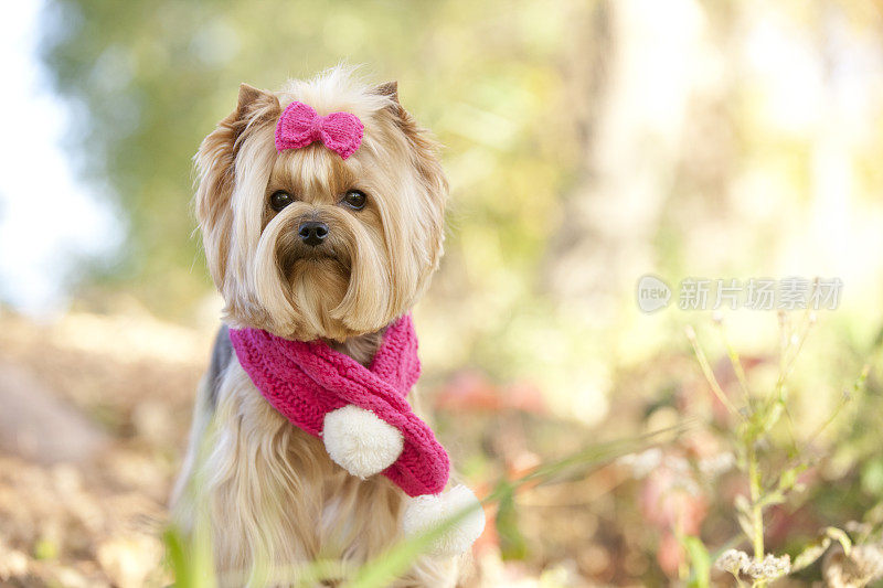 约克夏梗宠物狗秋木粉红色围巾和蝴蝶结