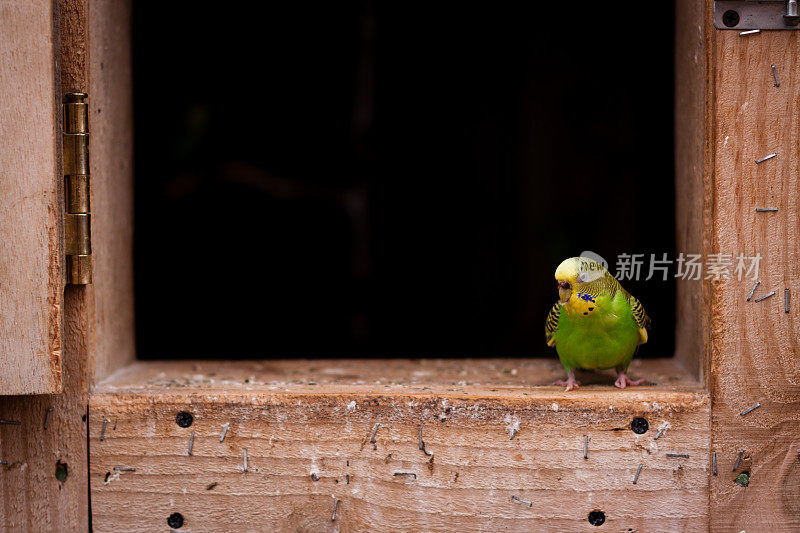 长尾小鹦鹉独自坐在窗台上