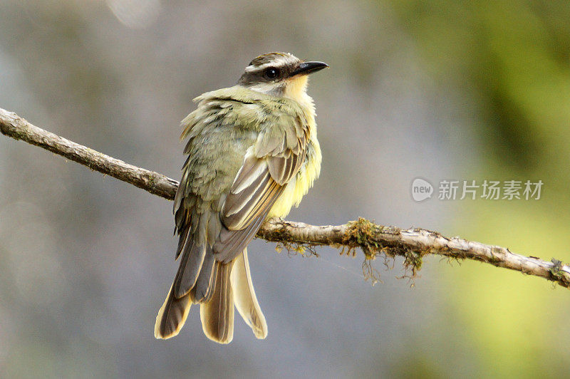 Golden-crowned捕蝇草