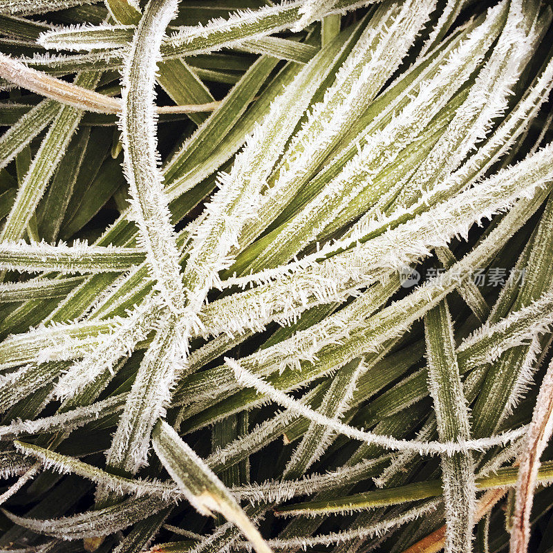 多年生牧草的霜冻