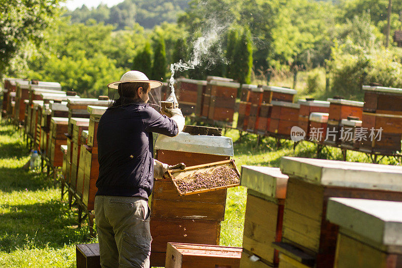 养蜂人控制着一个带蜂蜜的框架
