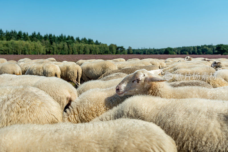 视线与羊群平齐