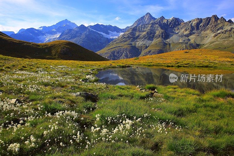 瑞士阿尔卑斯山，湖泊倒影，金秋，棉花田，泽马特