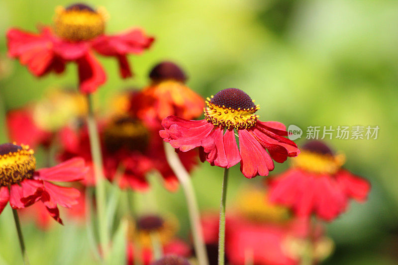 形象的红色氦花，多年生草本花园，氦红宝石