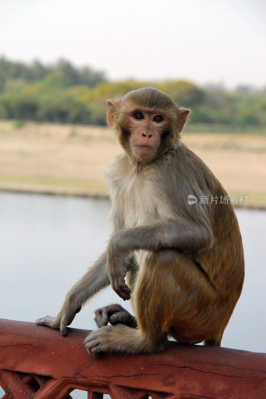 印度:泰姬陵上的恒河猴