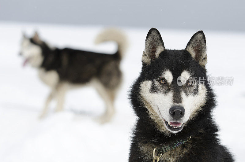 阿拉斯加雪橇狗的肖像