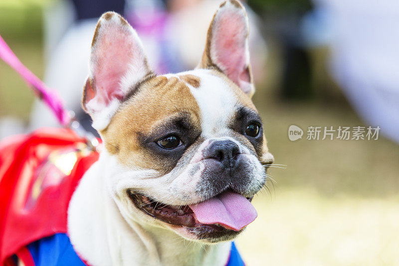 法国斗牛犬穿着超人服装摆姿势