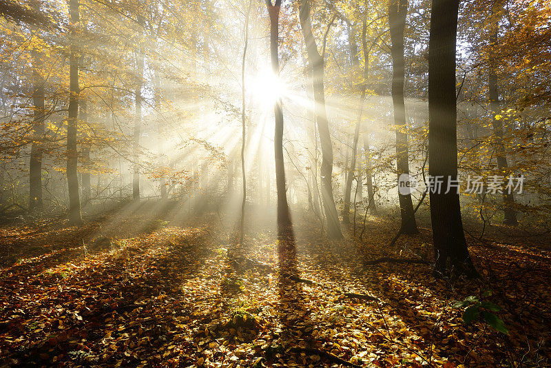 秋天的森林被阳光照亮透过雾，树叶改变颜色