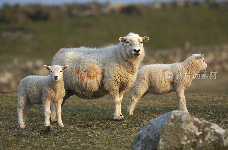 绵羊和两只羊羔