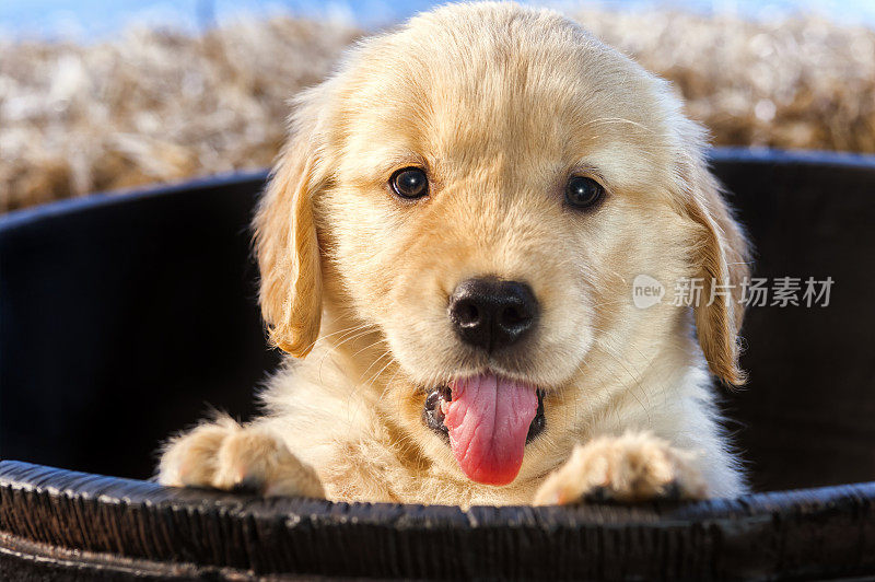 可爱快乐的小狗从木桶里看着相机