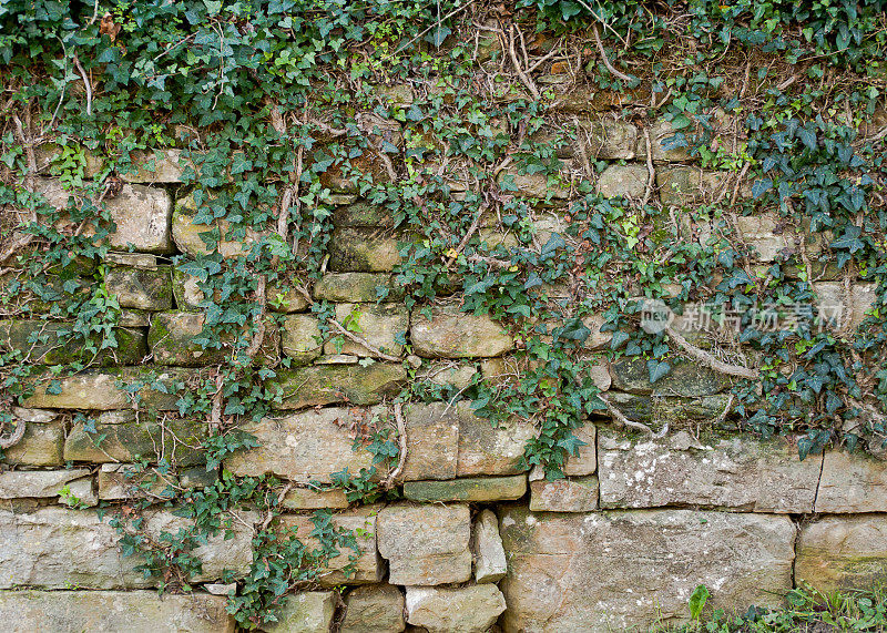 常青藤爬在古老的石墙上