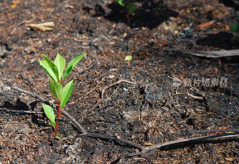 一场森林大火后从土壤中生长出来的幼树