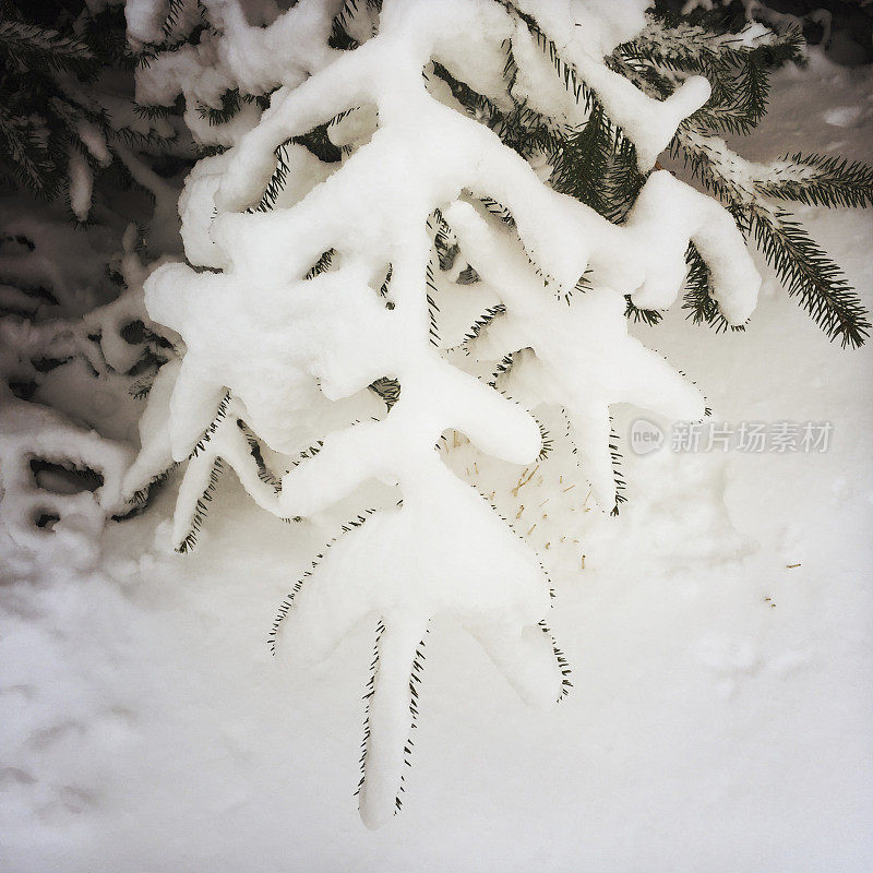 云杉树枝上的雪