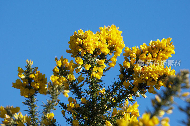 蓝色的天空映衬着黄色的金雀花