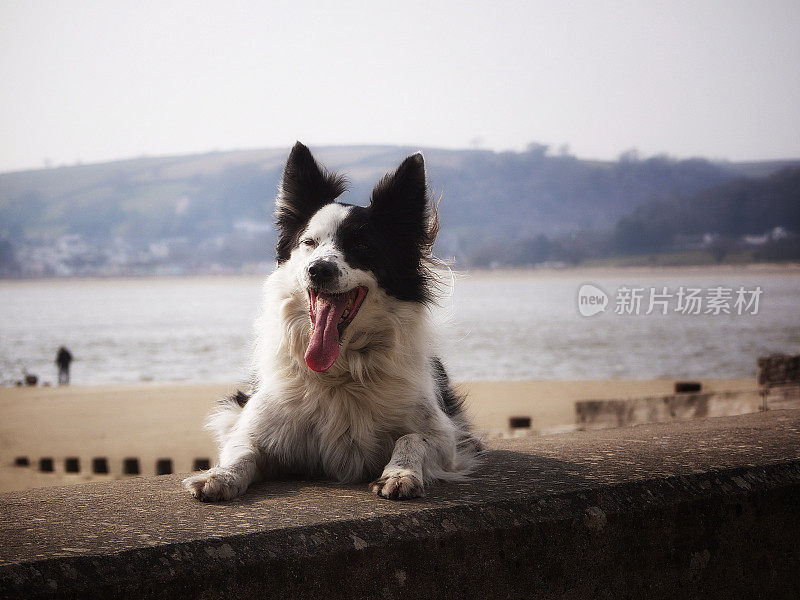 边境牧羊犬望着一堵以海滩为背景的墙