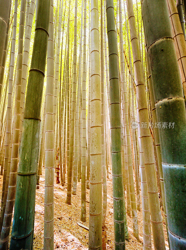 日本京都竹林垂直全景