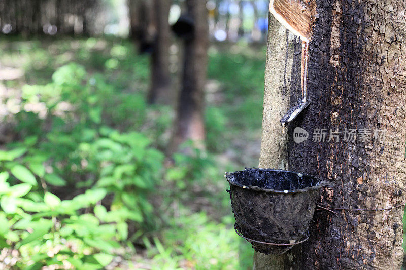 橡胶树种植