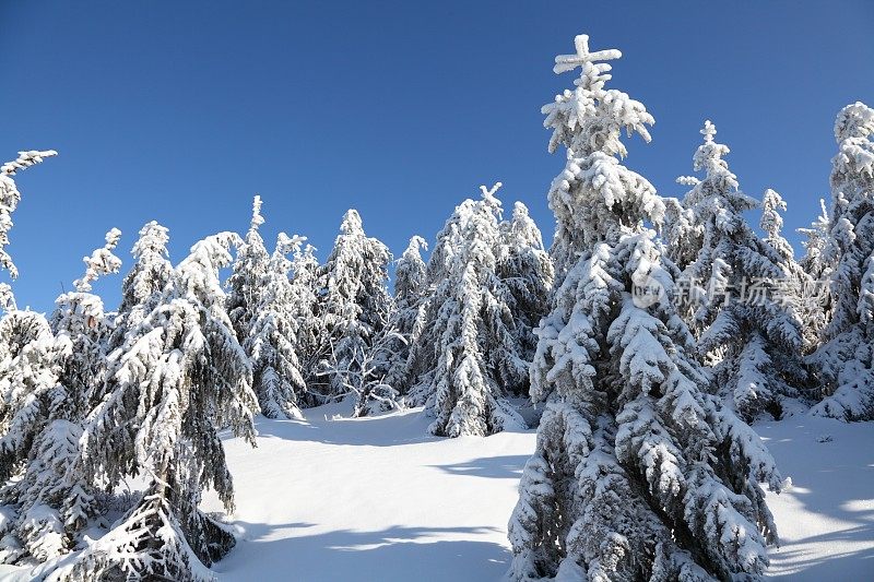 冬天的风景与雪在黑森林