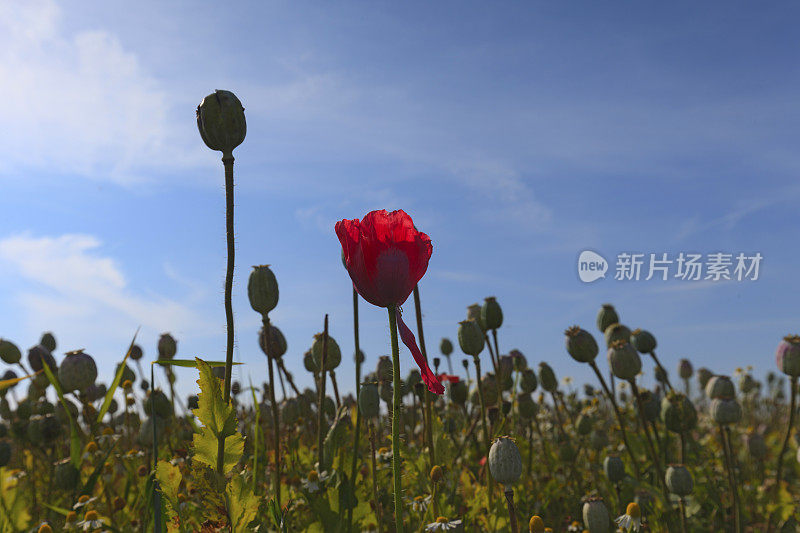 荷兰特塞尔岛上的罂粟田