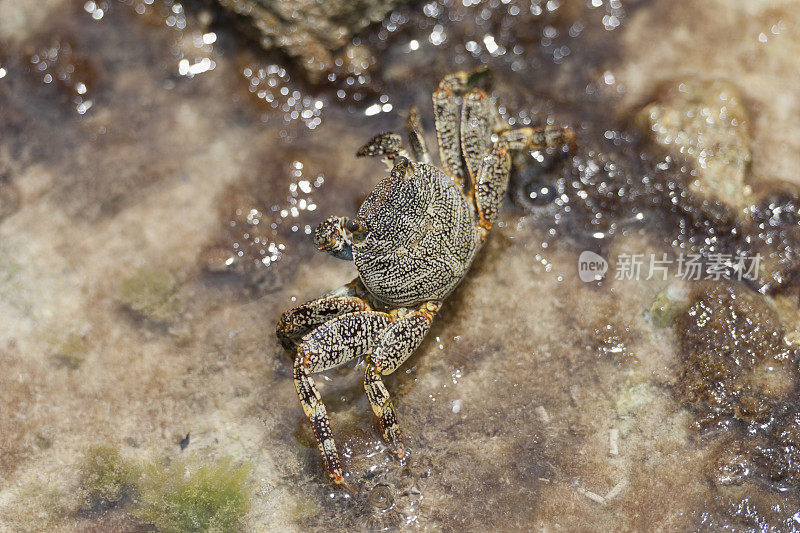 加勒比海岩石上的螃蟹