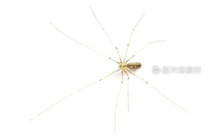 长腿蜘蛛爸爸(phalangioides)