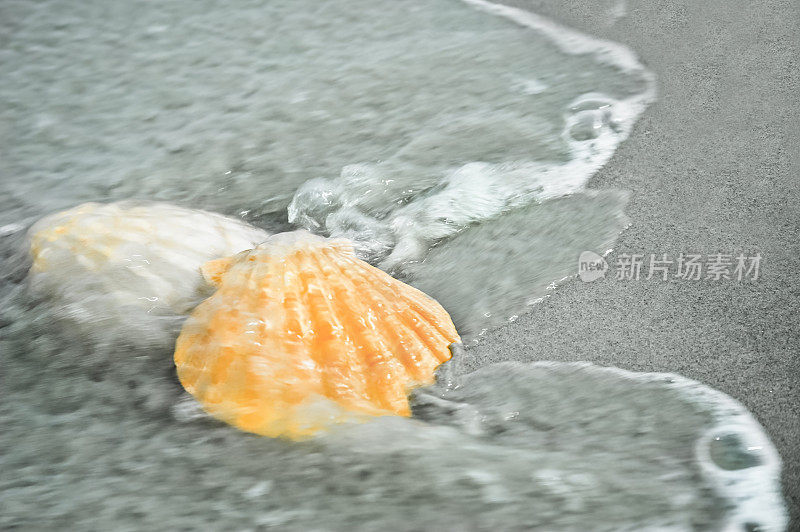 海滩上的贝壳