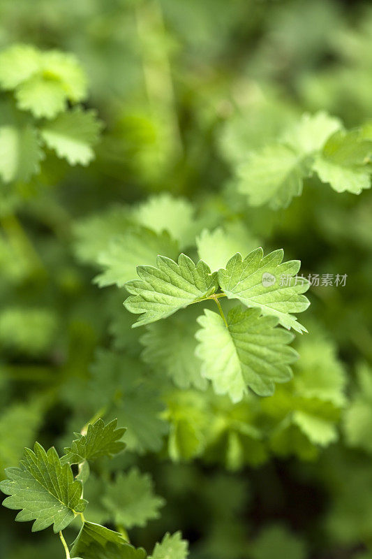 绿色开花植物特写