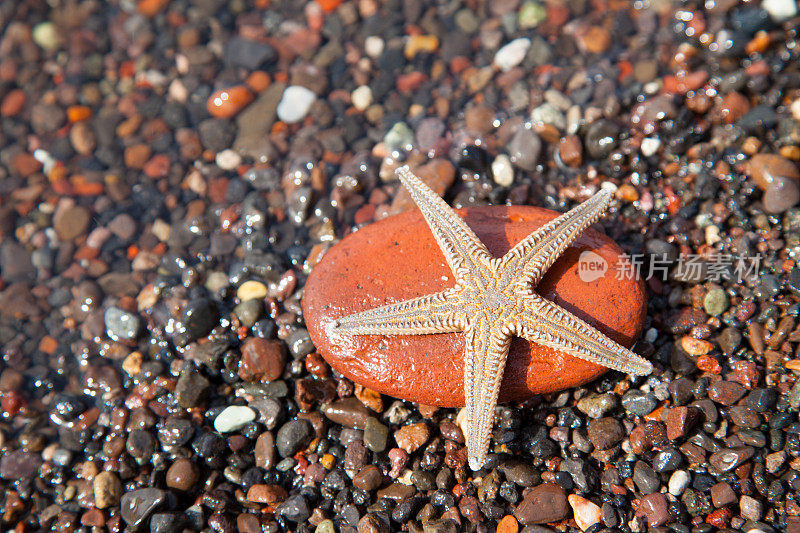 海滩上的海星